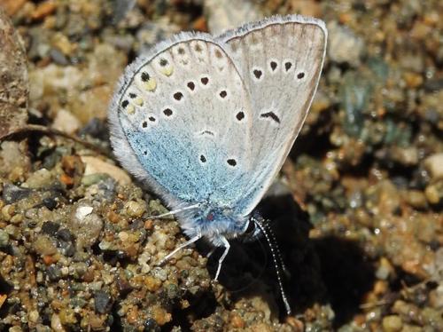 Polyommatus amandus